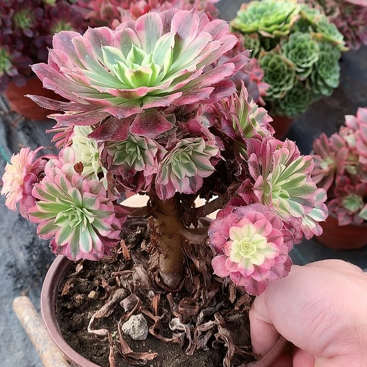 171铜壶超白多肉植物