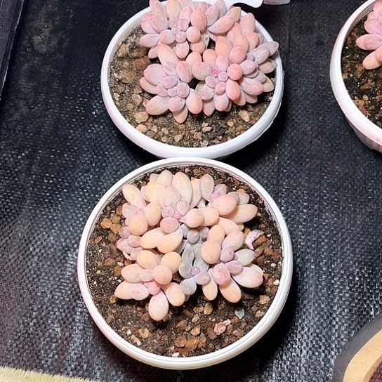 三***闲汤圆1号码牌子的话题了解一下