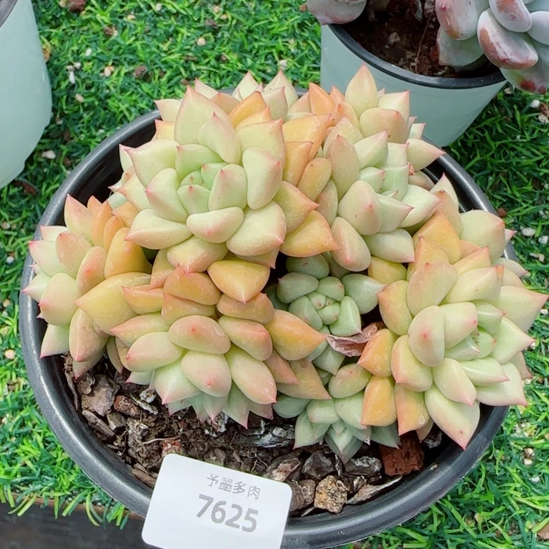 黄金象牙无砍，7625多肉植物