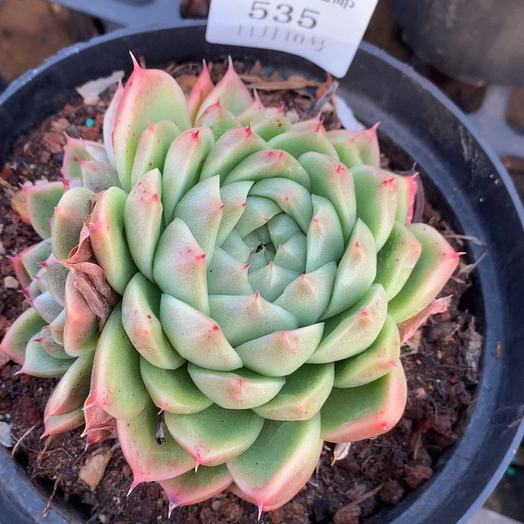 【闪购商品】云535号