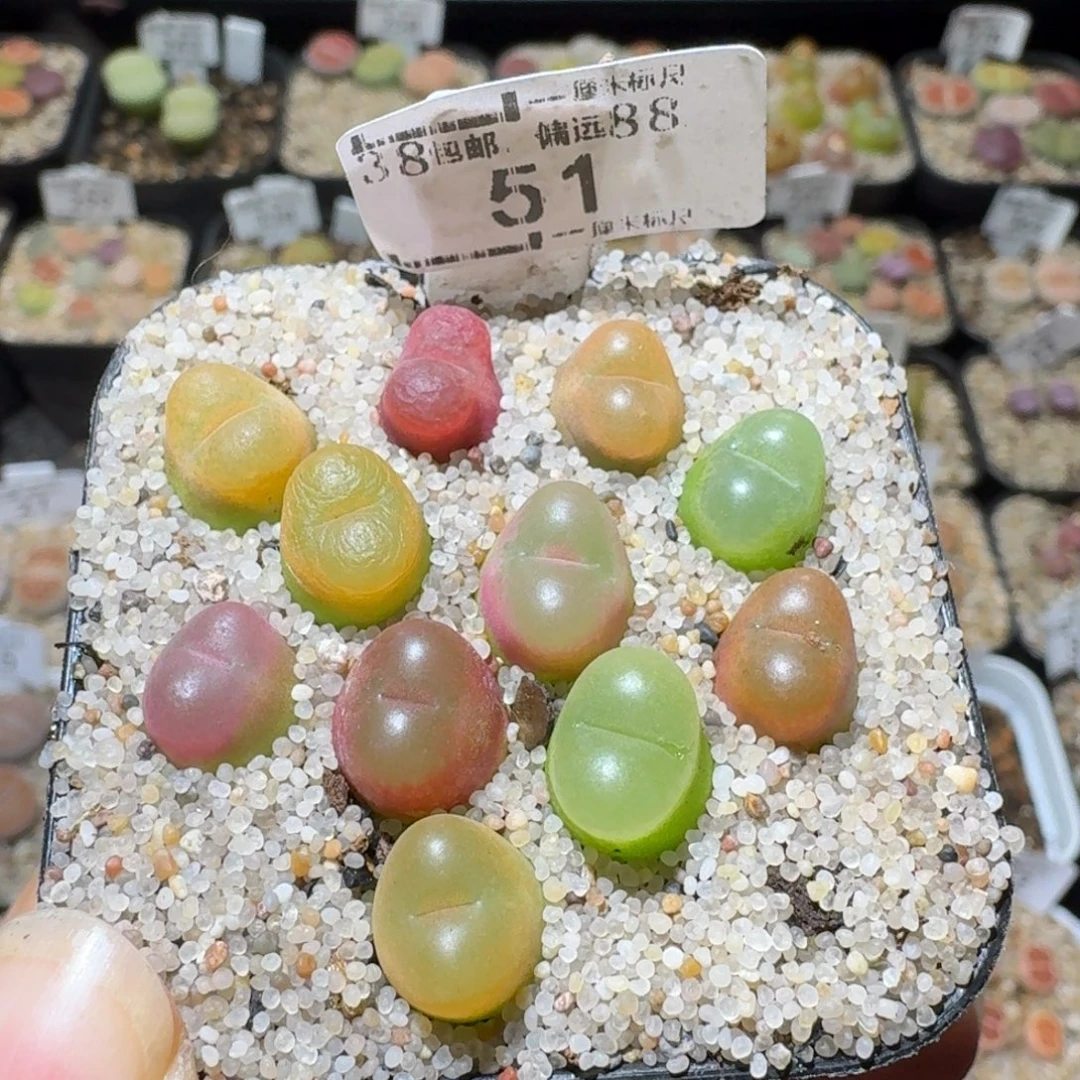 Sss清货便宜出51毛