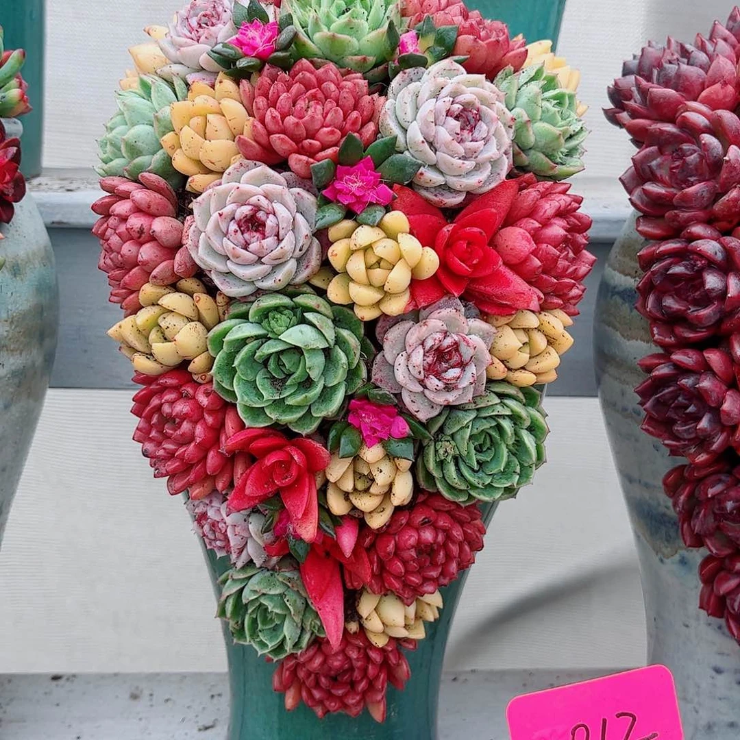 水彩画多肉植物组合