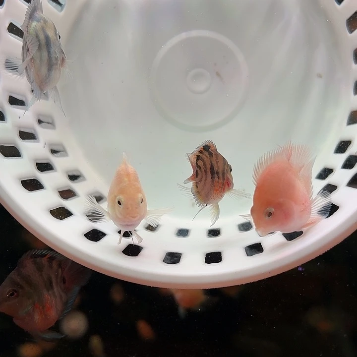 鹦鹉鱼迷你鹦鹉鱼