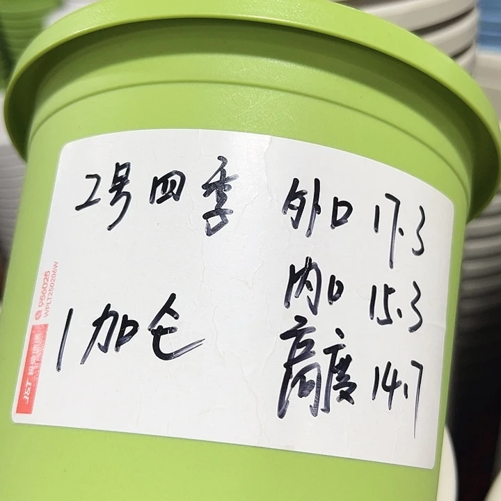 特价2号四季口17.3高14.7果绿无托10只
