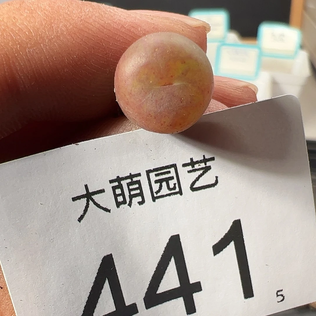 0000441 一物一拍……