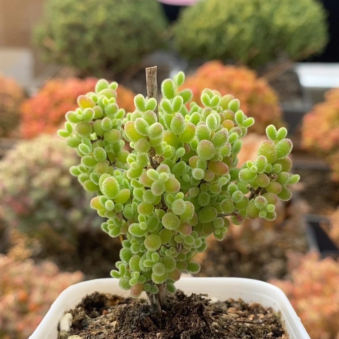 蜜橘糖球8474枝干番杏