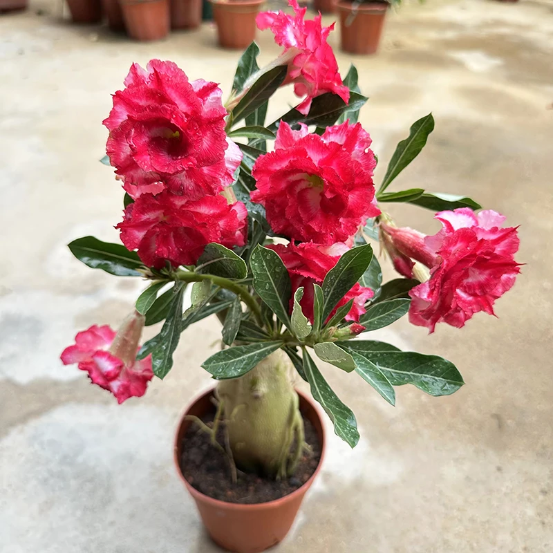 沙漠玫瑰盆栽5年老桩四季开花好养室内阳台绿植盆景