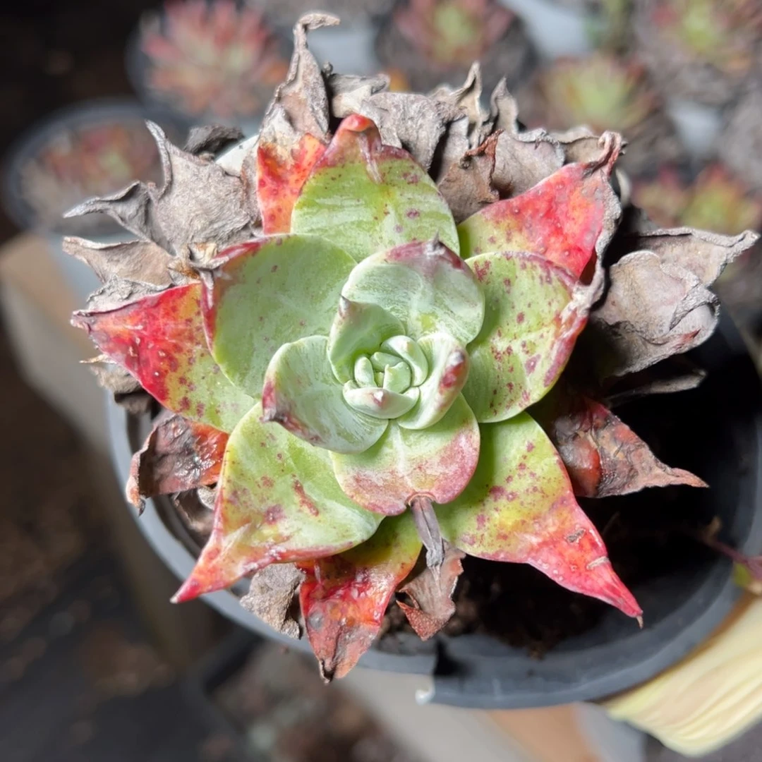 029苹果雪山哈哈哈哈哈哈