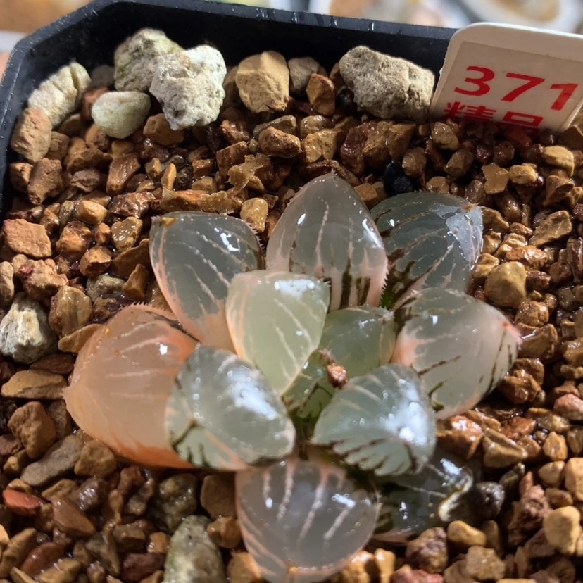 【闪购商品】371糯玉露