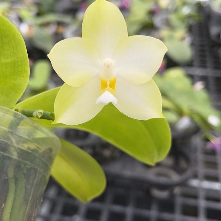 大部分开放少量花苞2.5寸杯BKH2201