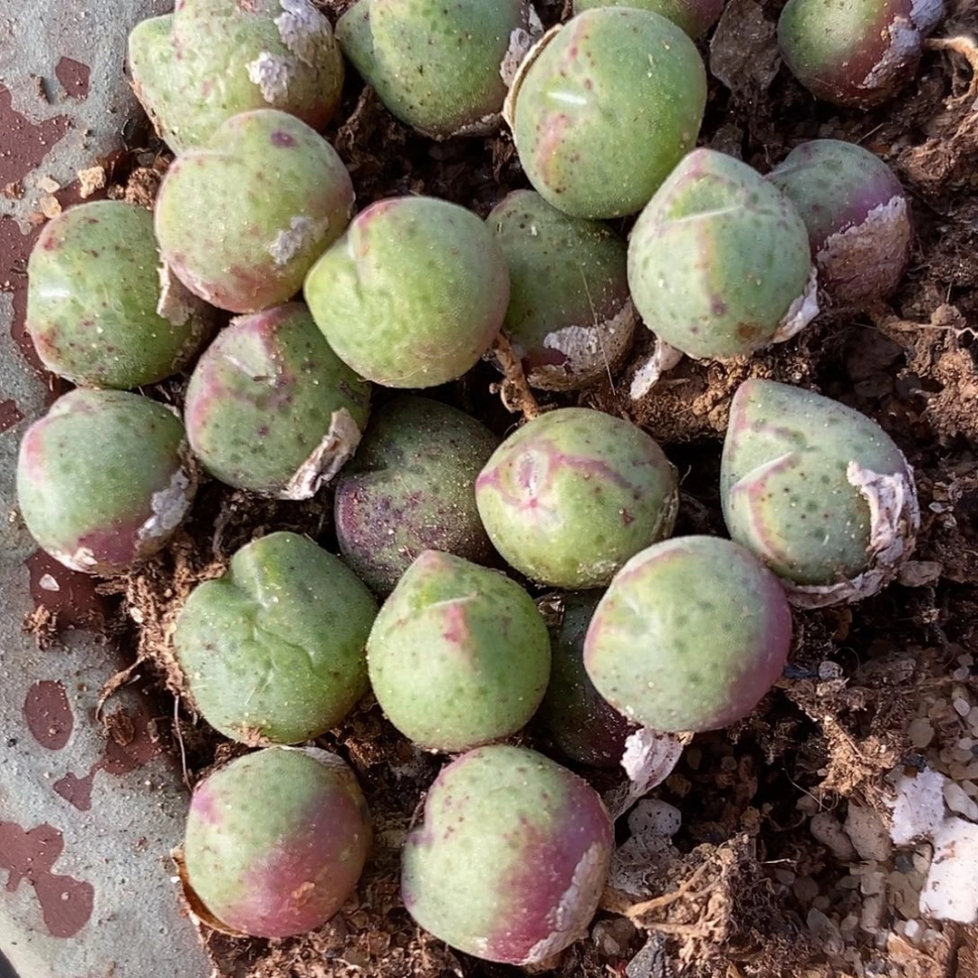 单头985猪蹄1颗。