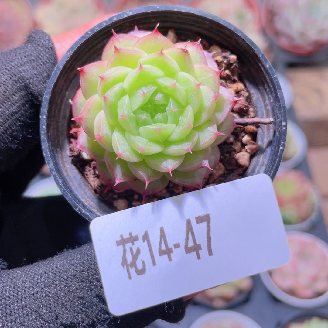 花利美14-47海王单头