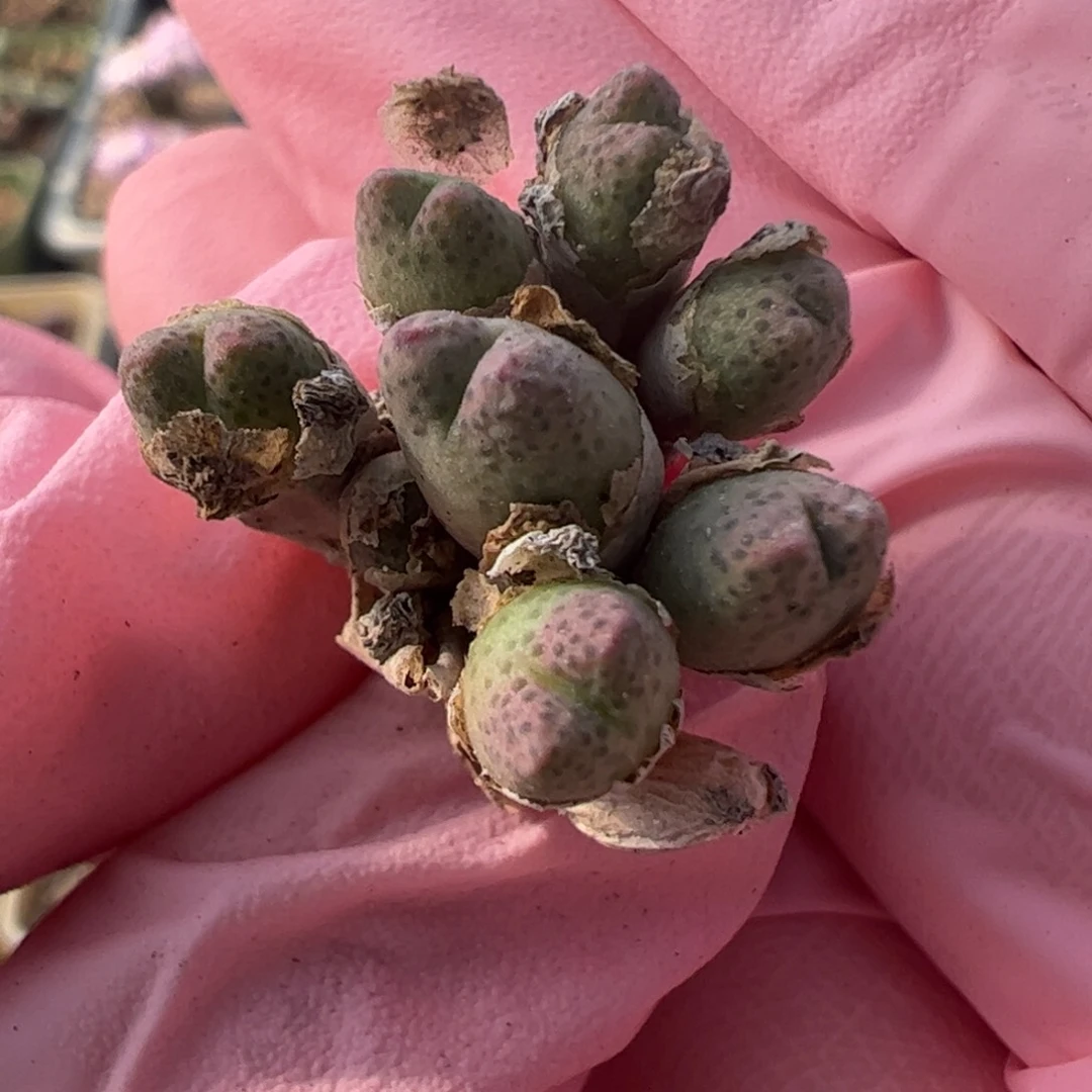 93 好看的多肉冲冲冲q