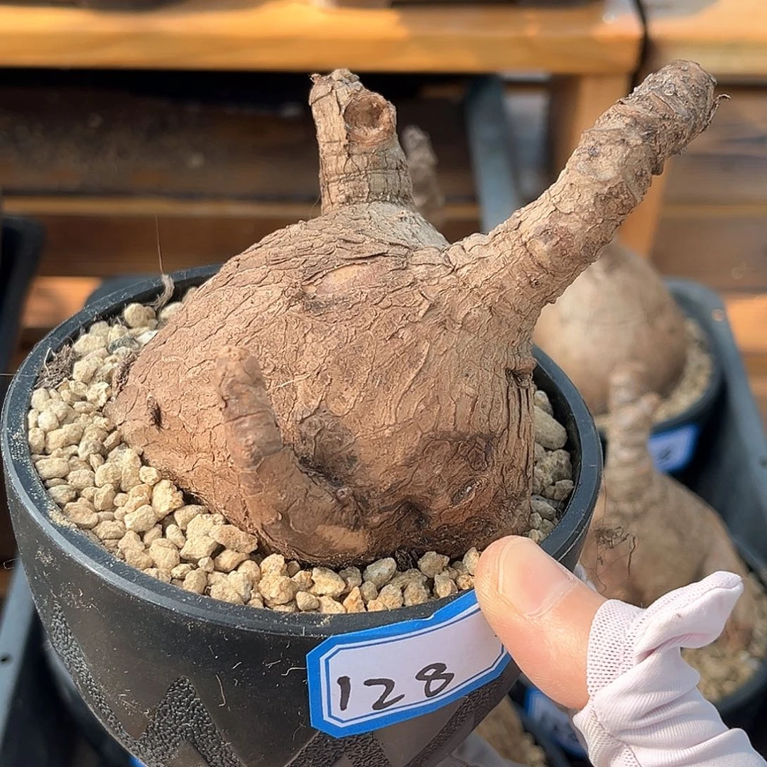 奇异油柑，企鹅造型