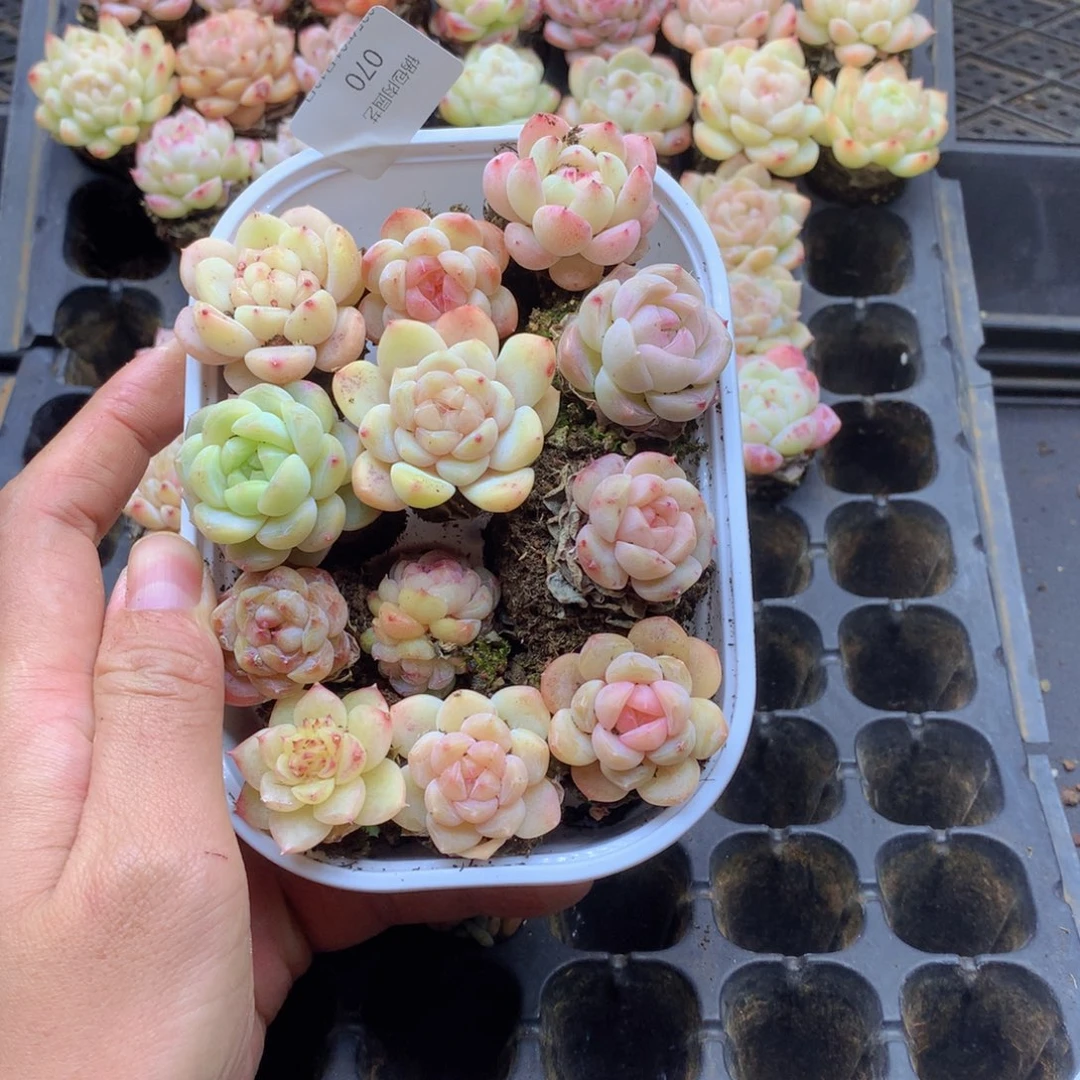 反反复复还是很开心的070