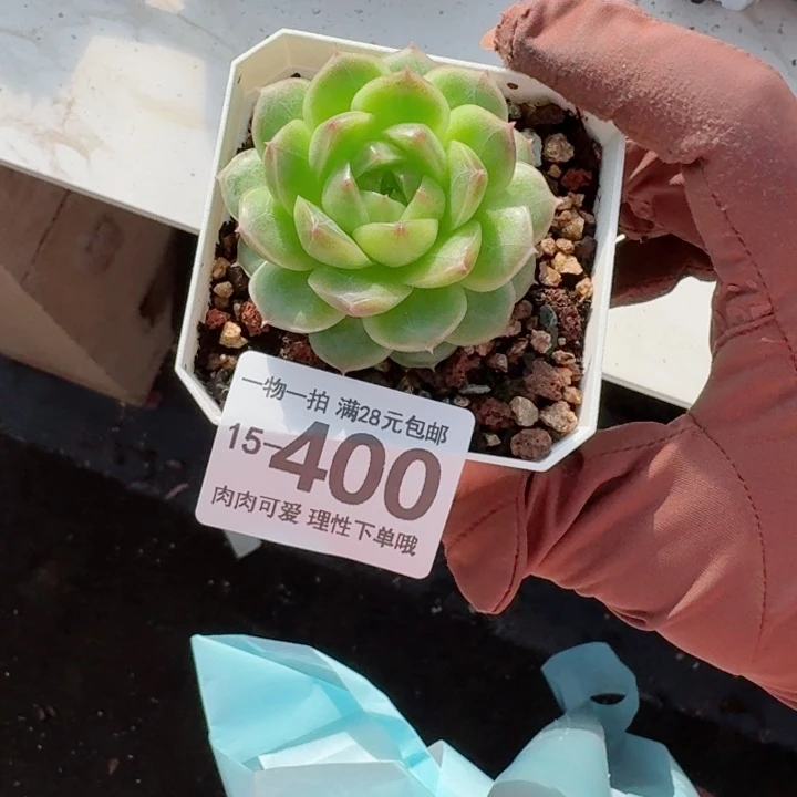阿祖多肉无盆土发货多肉多