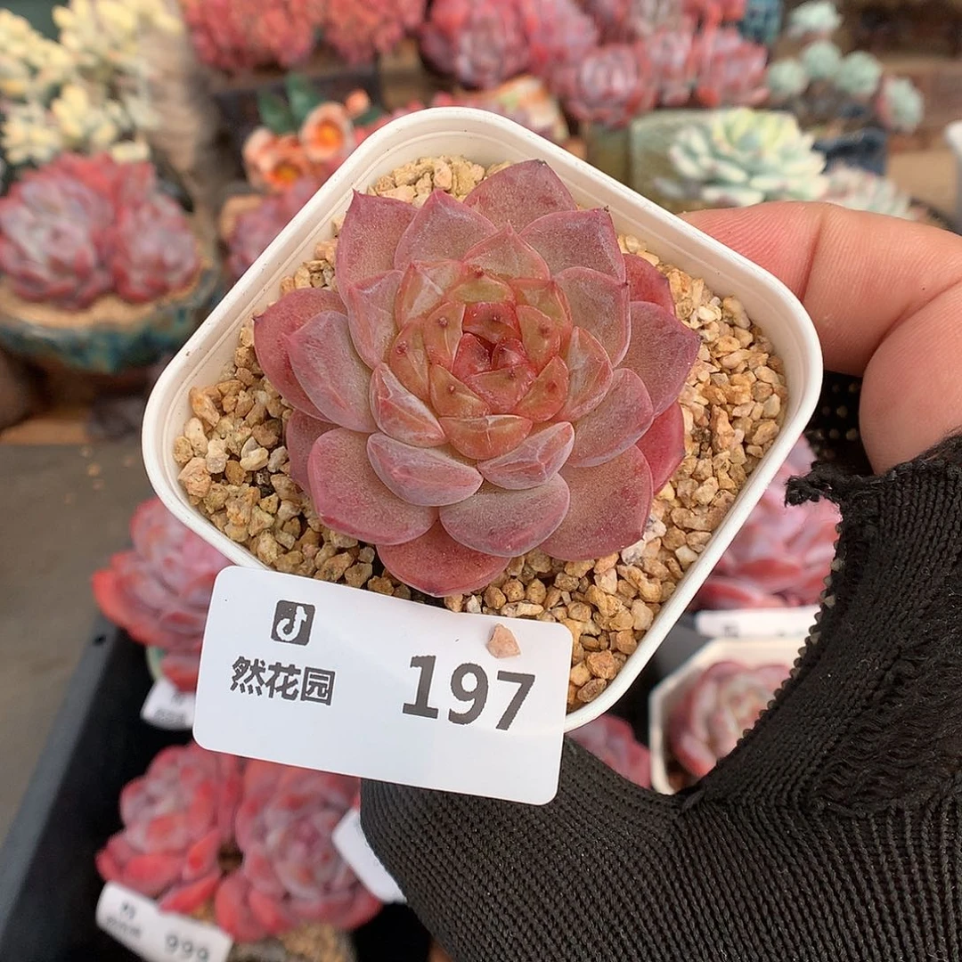 197糖心多肉植物66666