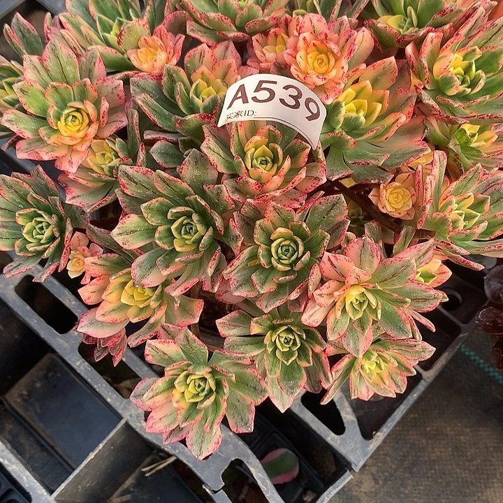 完全开放甜茶法师植物539