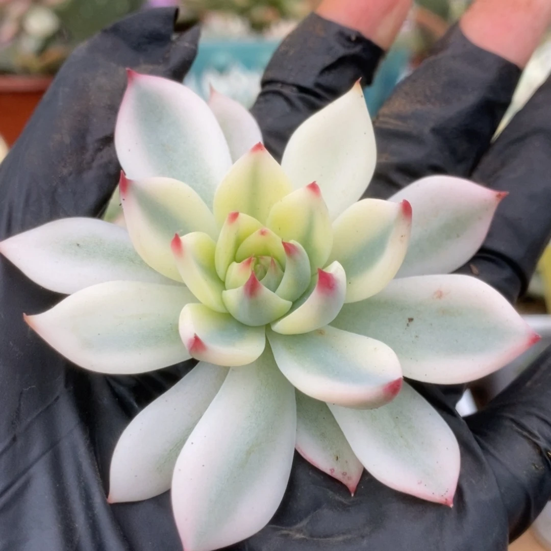 103吉娃娃覆轮有根的