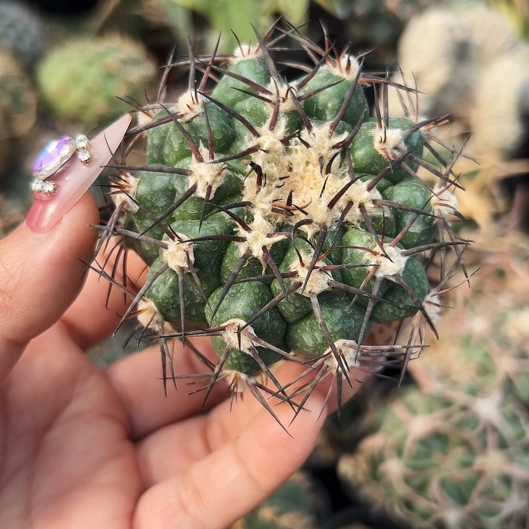 铃木圆盘仙人球666666