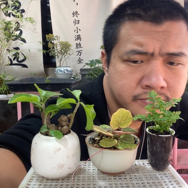 以实际为准盆景绿植盆栽101
