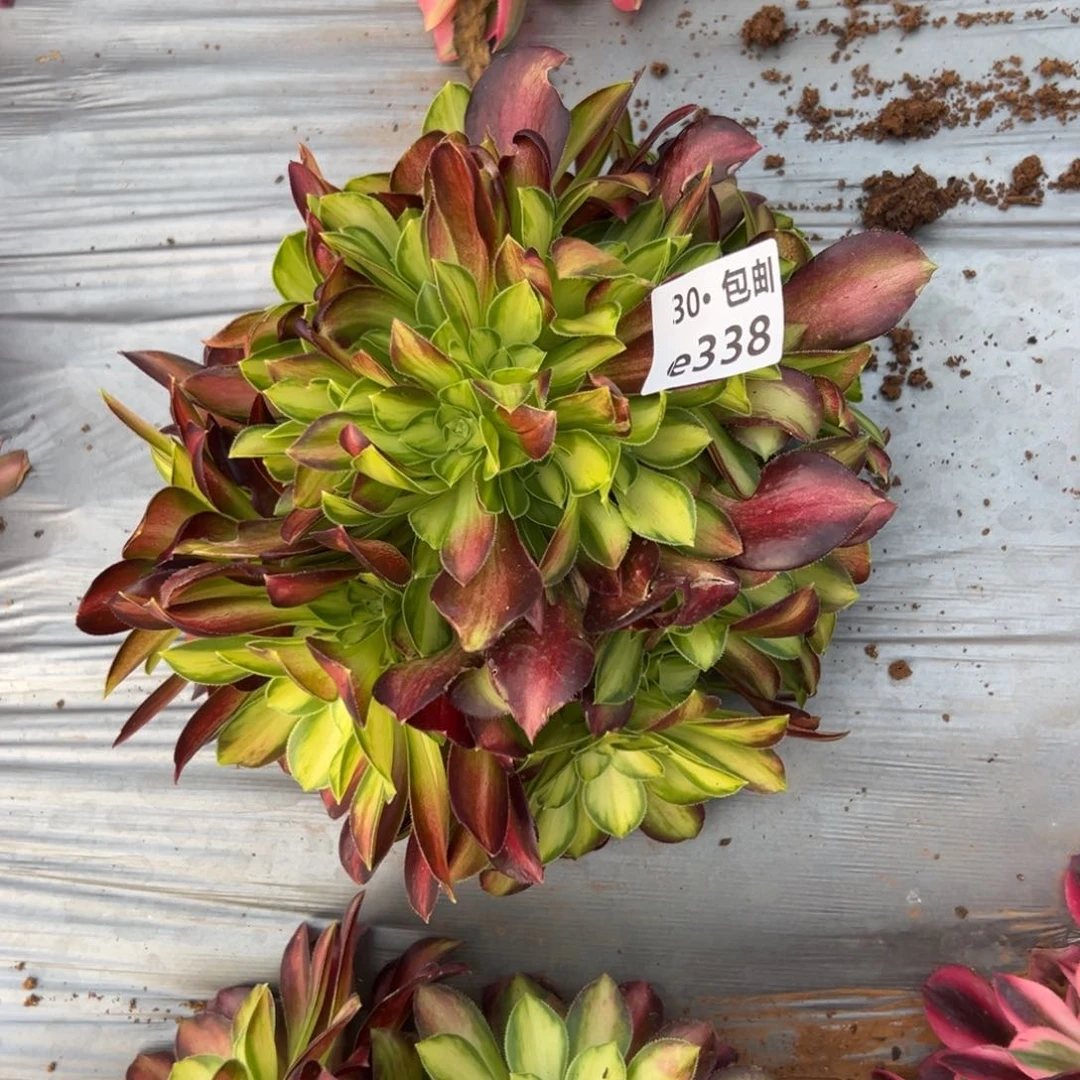 338韶华多肉法师