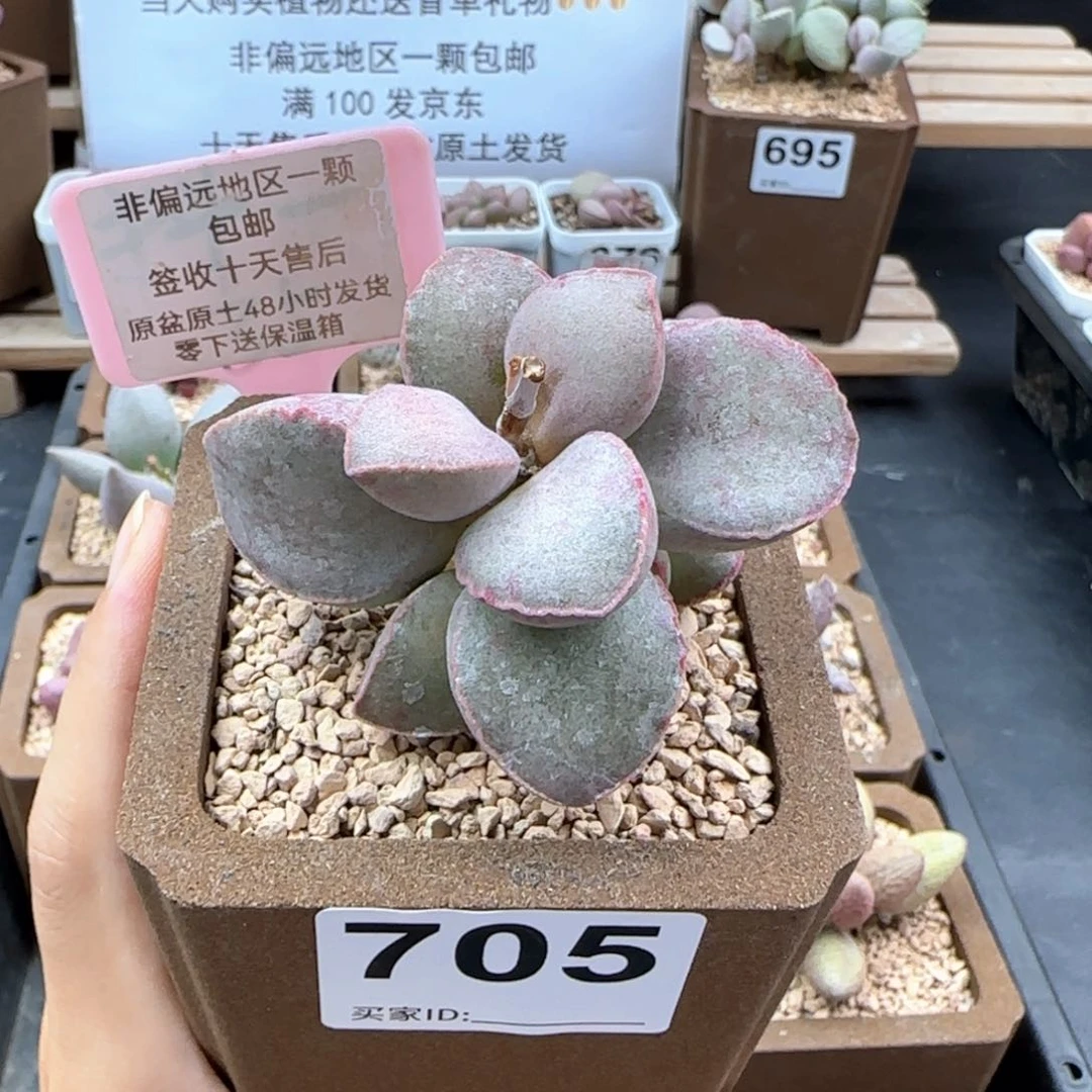 705金牛座微瑕多肉植物