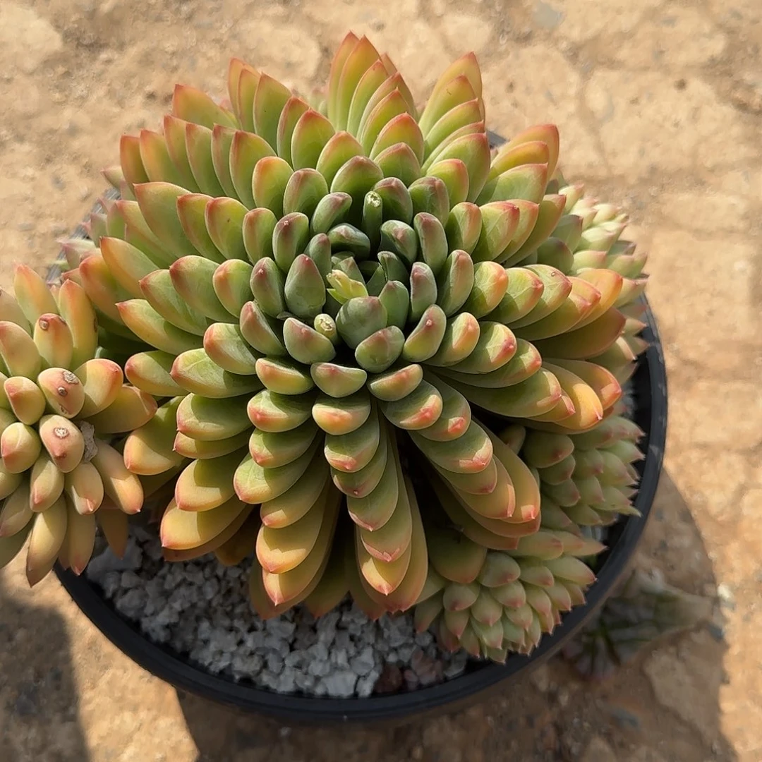 小浣熊美人 000000000