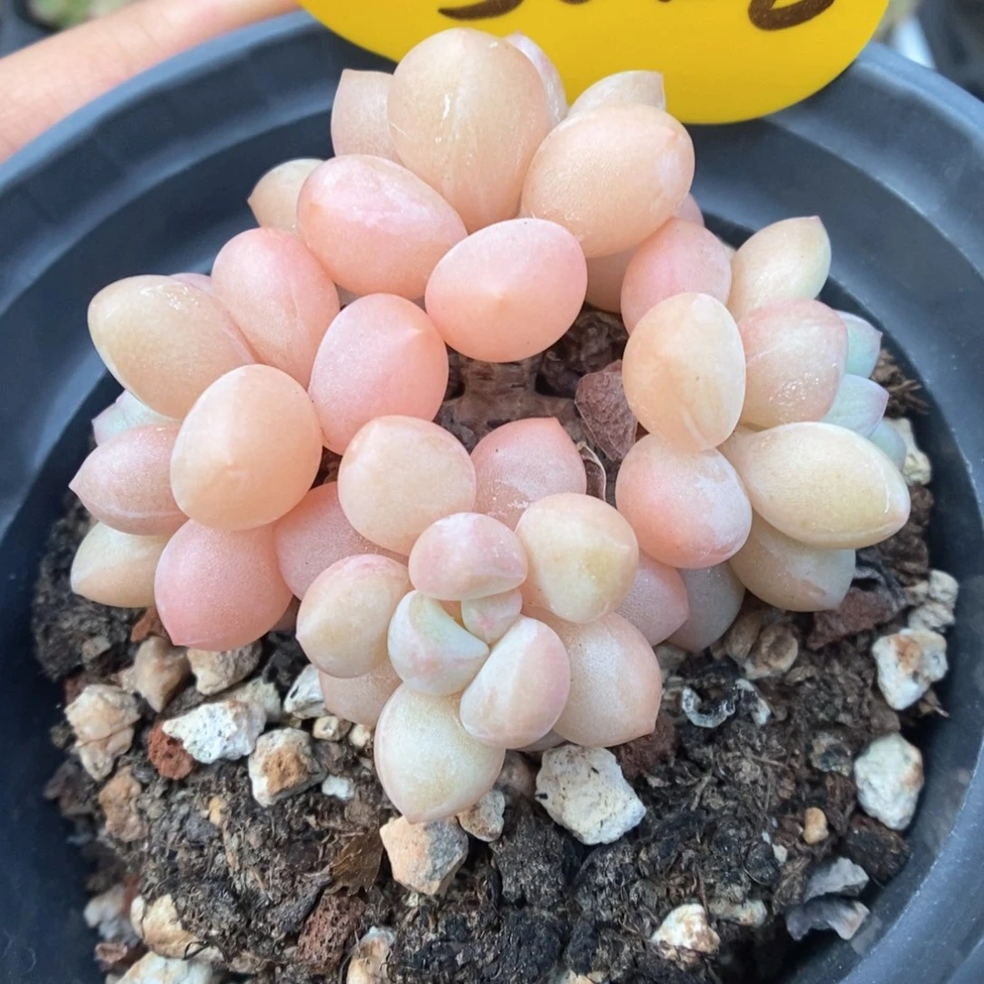 泡泡糖老桩群生5042号