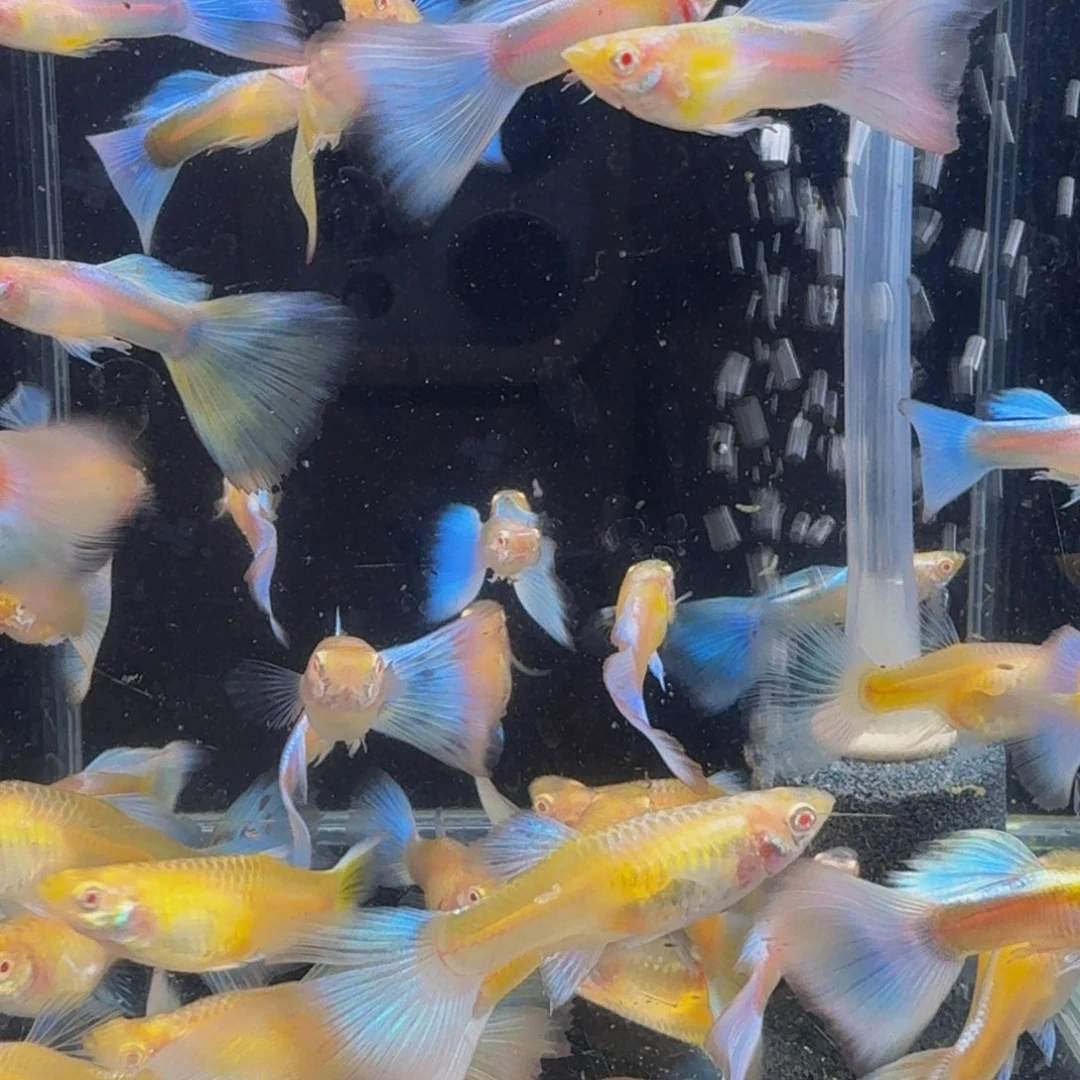 孔雀鱼天空蓝全母孔雀鱼4条