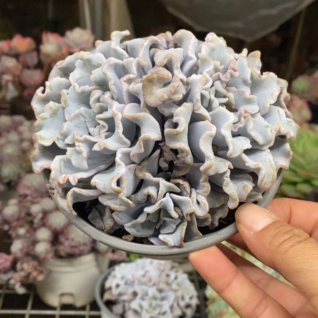 芭蕾舞者三头起发
