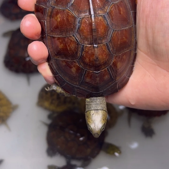 我***憨绿毛龟母小青龟龟