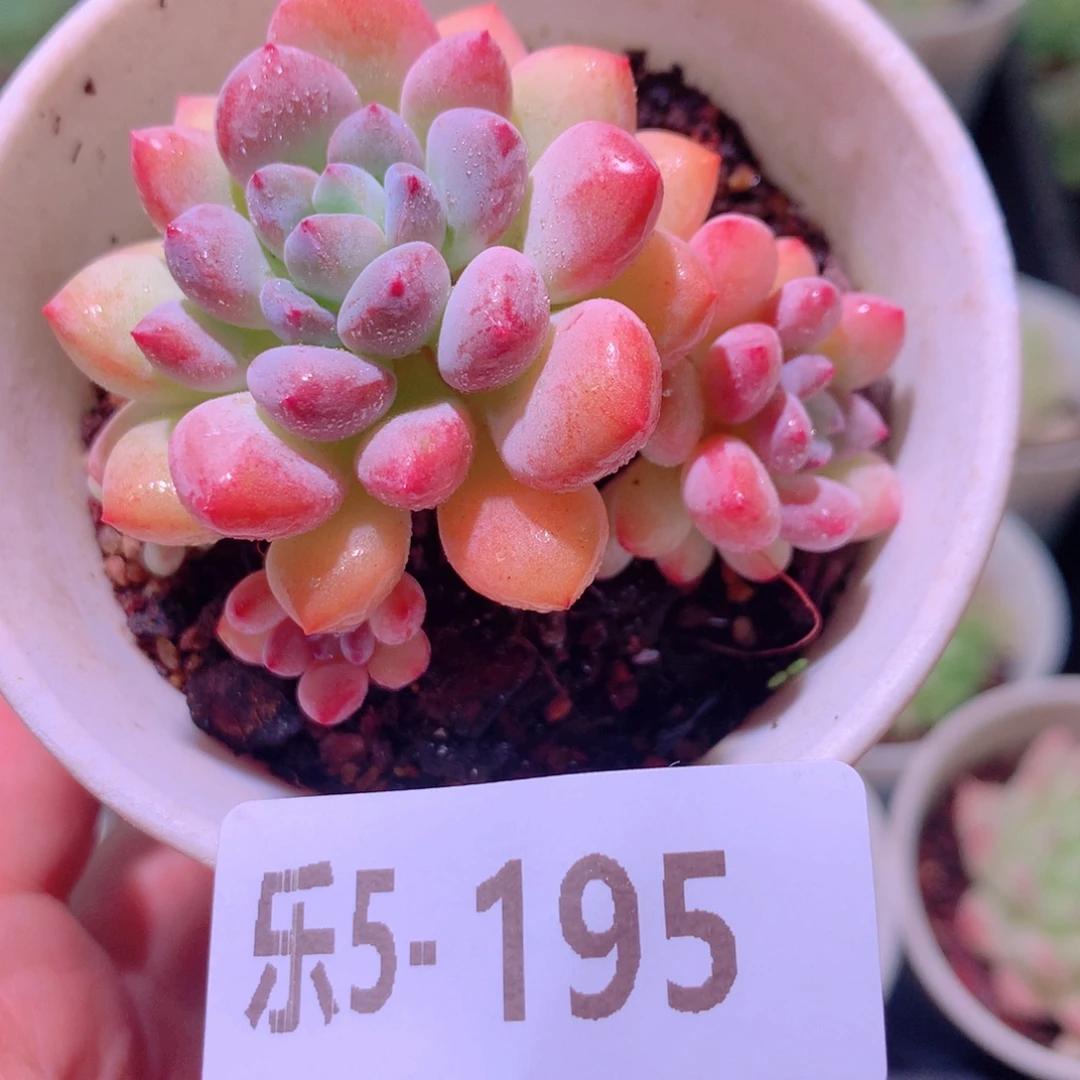 乐然5-195 冰彤 不包整