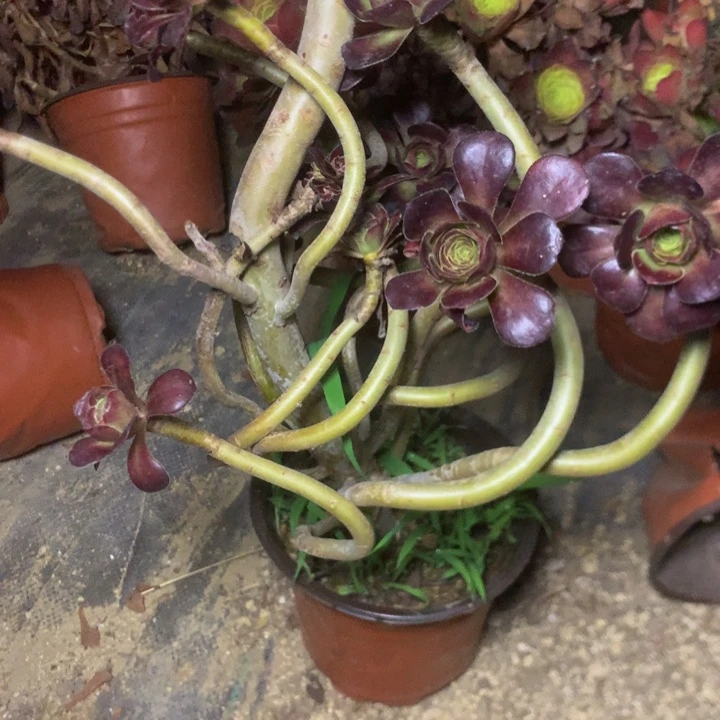 雪***儿472圆叶多多肉植物