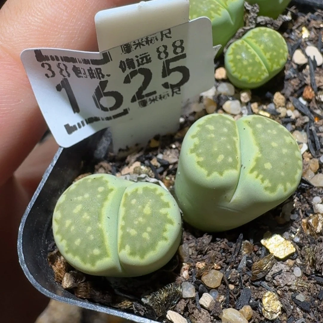 Ssss精品生石花1625