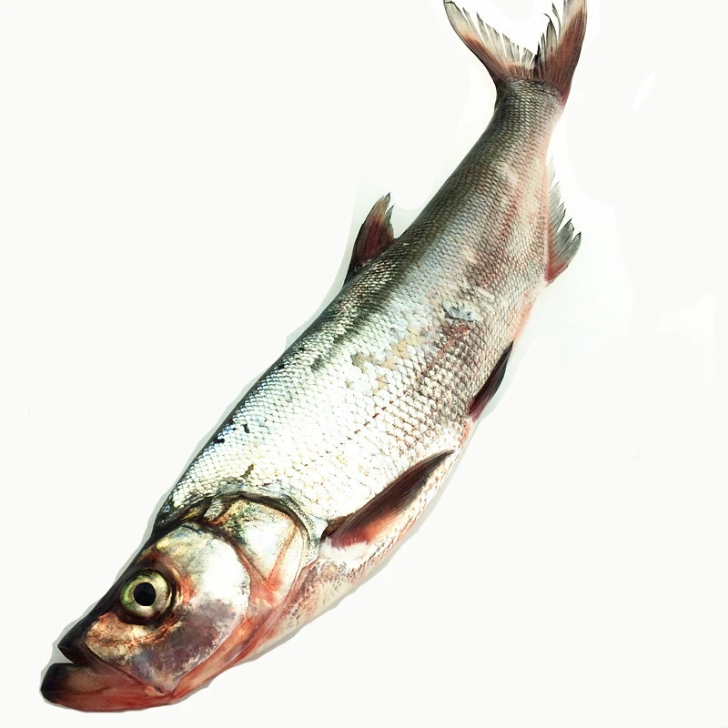 东北冷水翘嘴岛子鱼两条4斤以上包邮