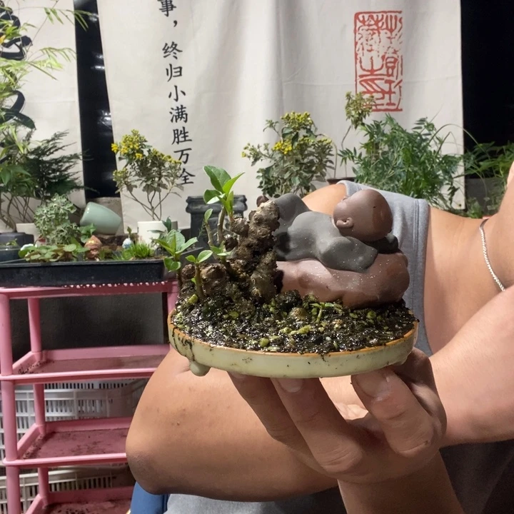 昕***爱以实际为准盆景绿植盆栽118