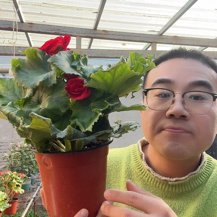 完全开放瑕疵红色