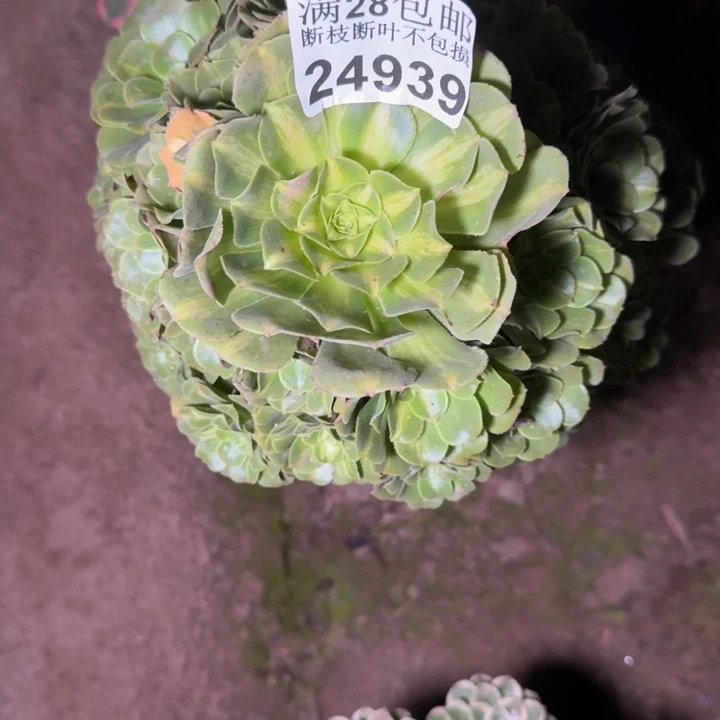 ,24939琉璃多肉植物