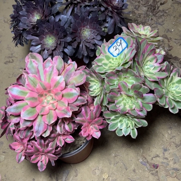 多肉植物有砍朵朵39