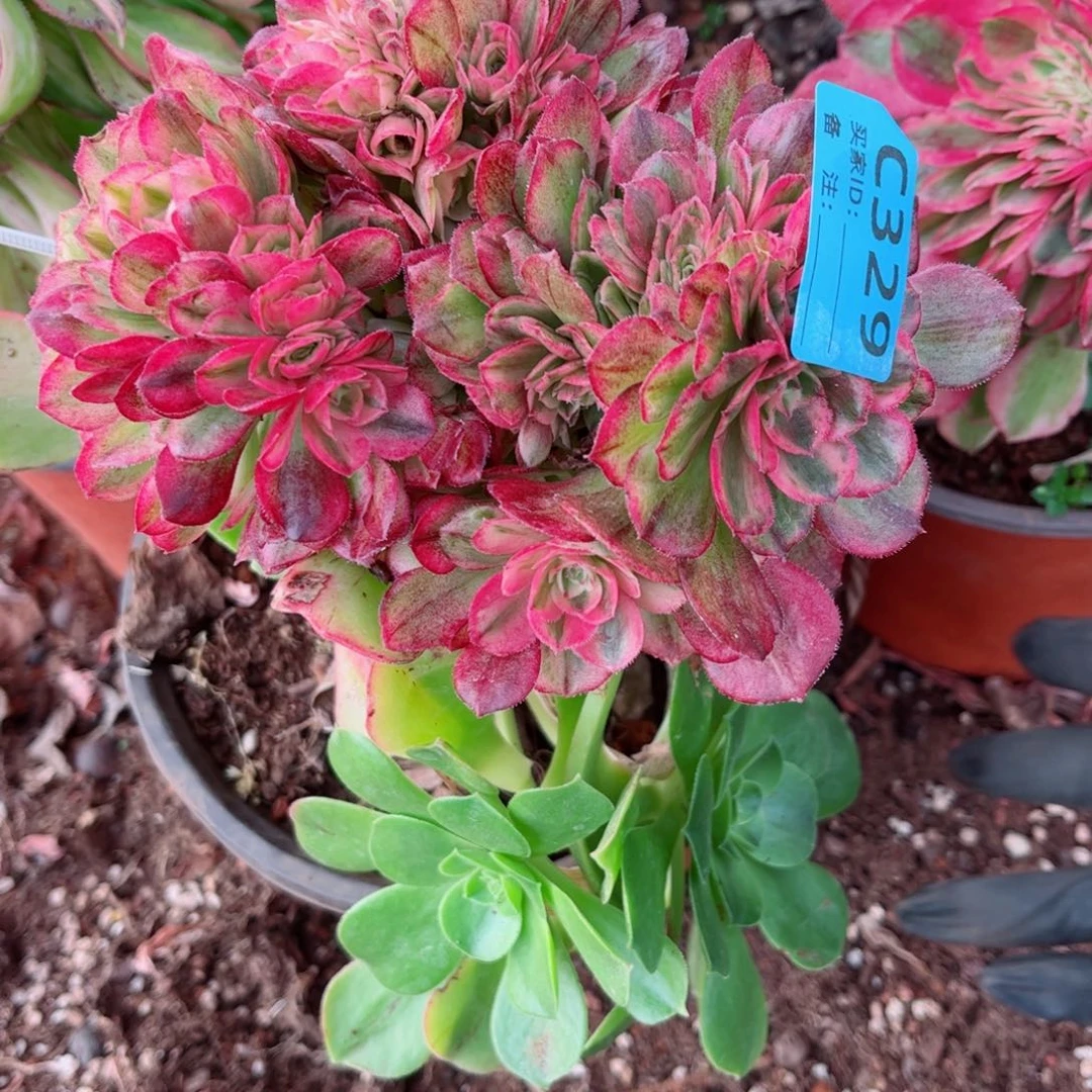 多肉植物329荔枝