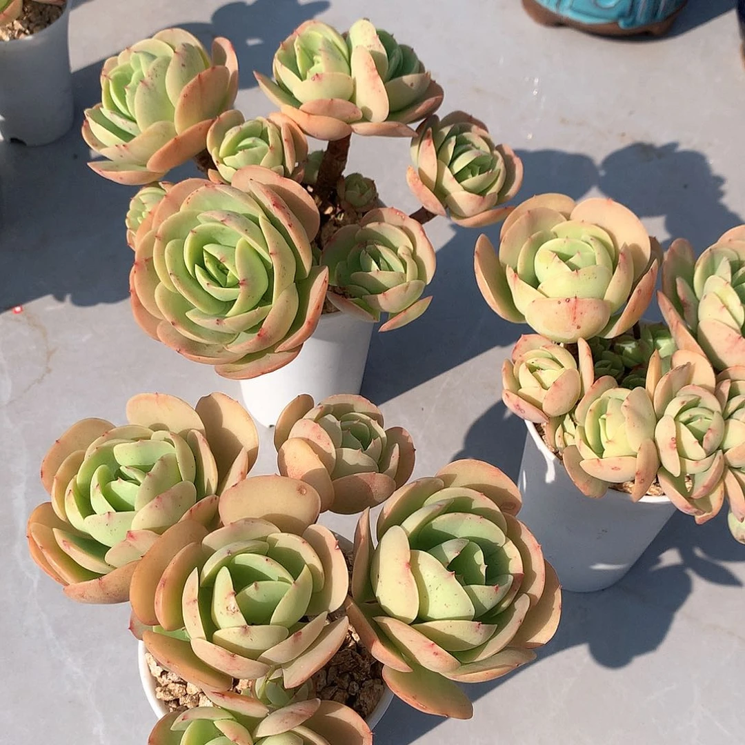 鸡蛋碧桃多肉三颗