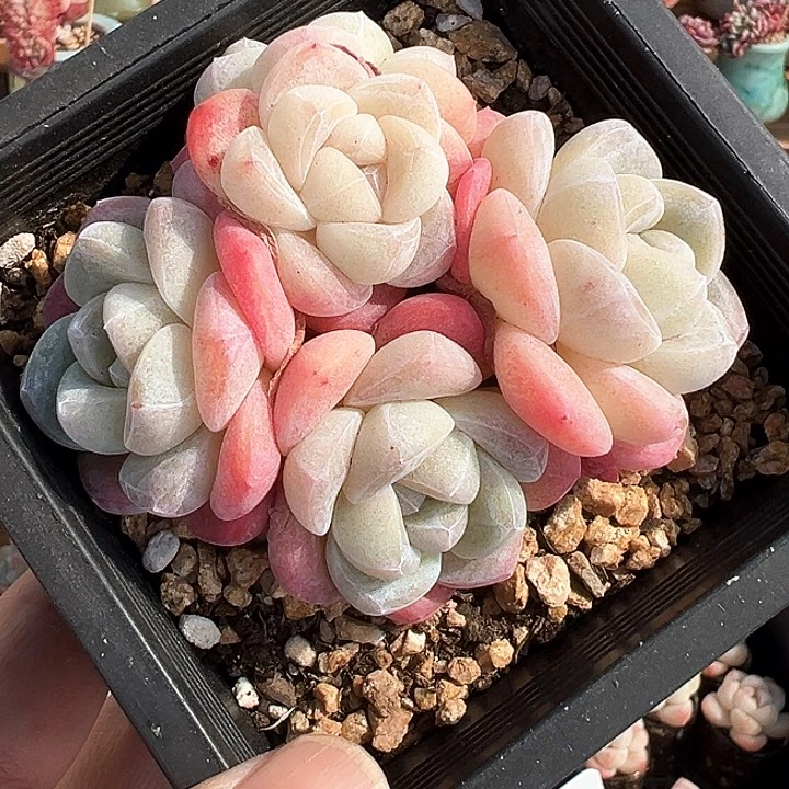 虎****6多肉冰玉5头虎虎专拍1261