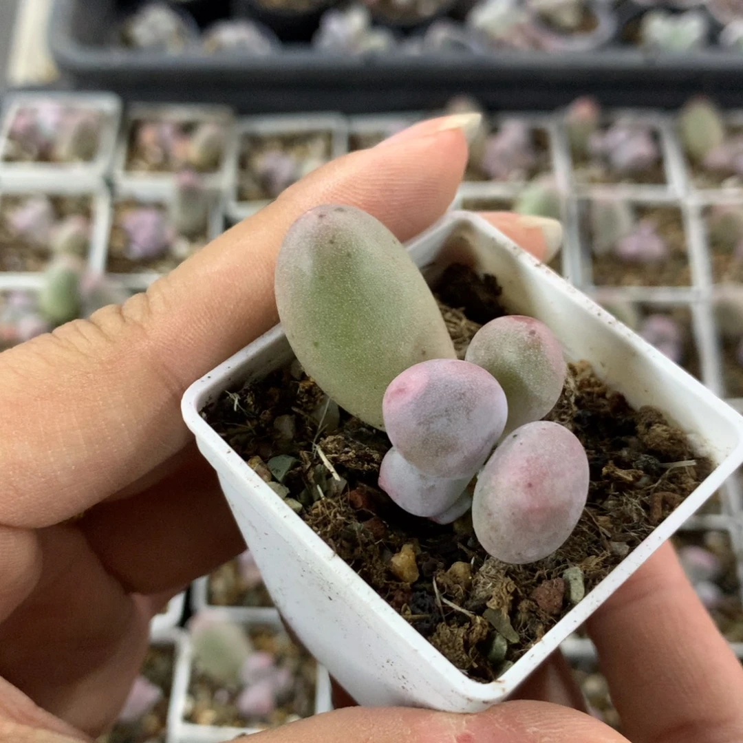 米可奶酪叶插苗多肉