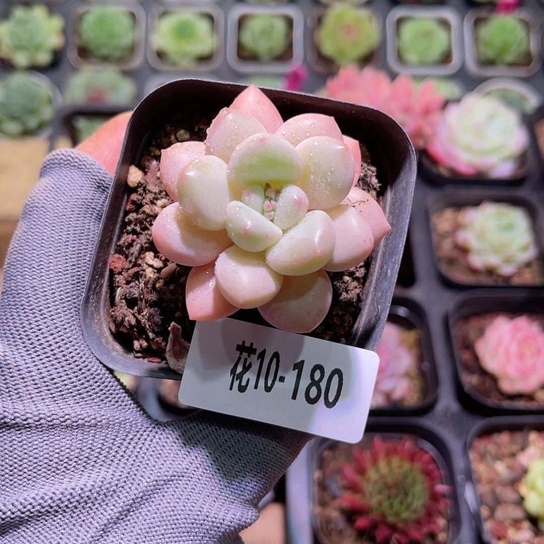 花10-180泡泡糖单头