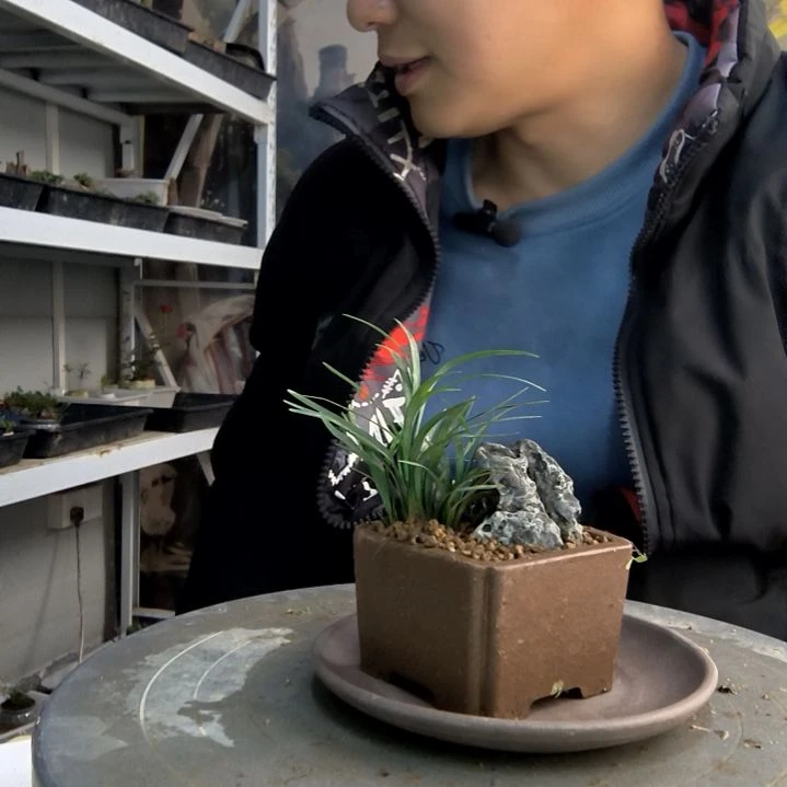 白*苗小盆景小植物一物一拍57