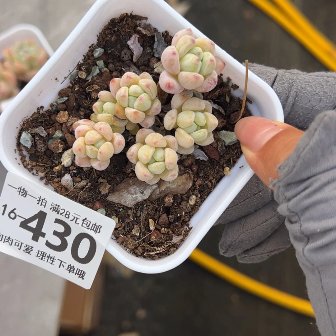 樱花罗绮多肉多肉，