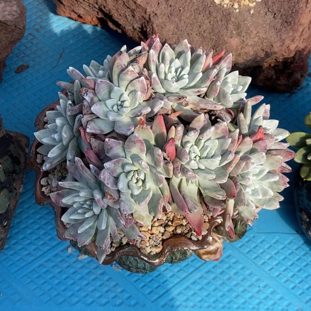 法瑞杂多肉植物啦啦啦