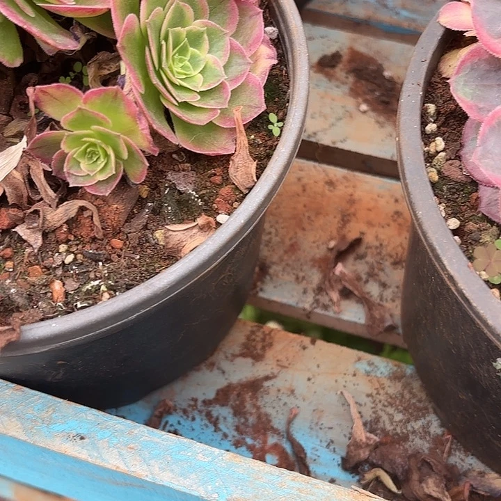 冉***鱼补差价诺米多肉法师锦不包侧枝断枝