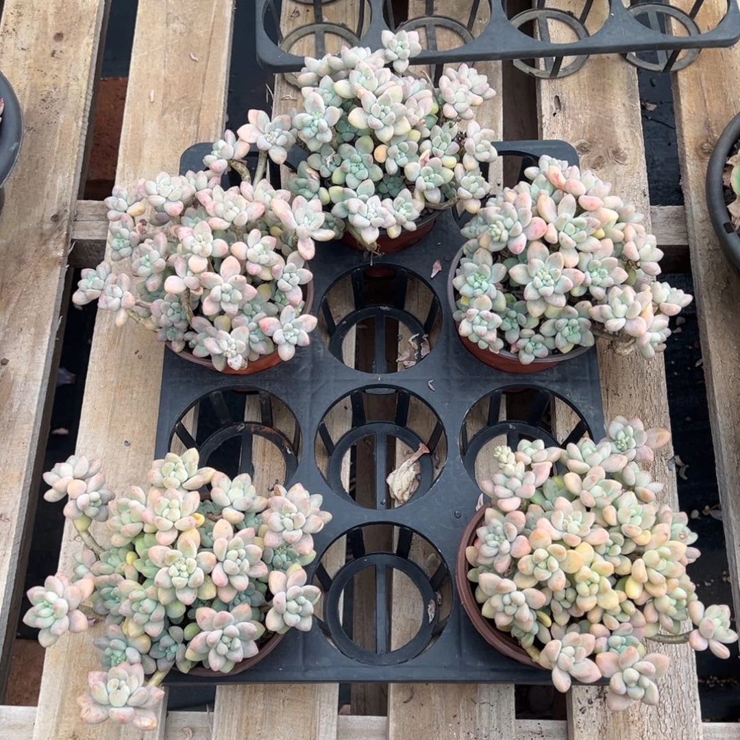 奶酪蛋糕，图中任意一颗，尺寸15+